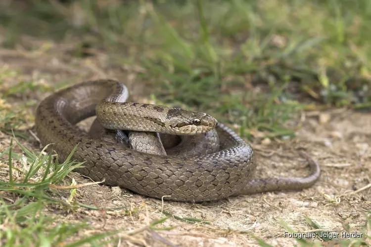 Zoek mee naar Gelderse gladde slangen en adders