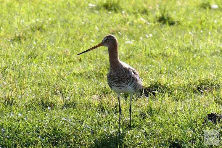 Weidevogelseizoen afgetrapt voor vrijwilligers