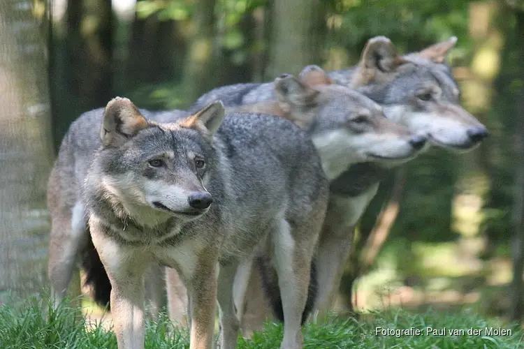 Provincie Gelderland mag wolf voorlopig niet verstoren met paintballgeweer