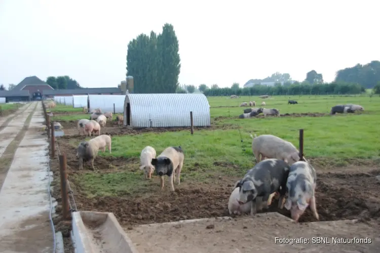 Varkenshouderij Sandershof zoekt sponsors voor natuurlijke varkensweides