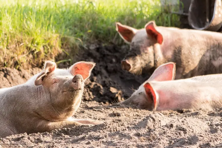 Eerste bedrijf krijgt doelvoorschriften vergunning